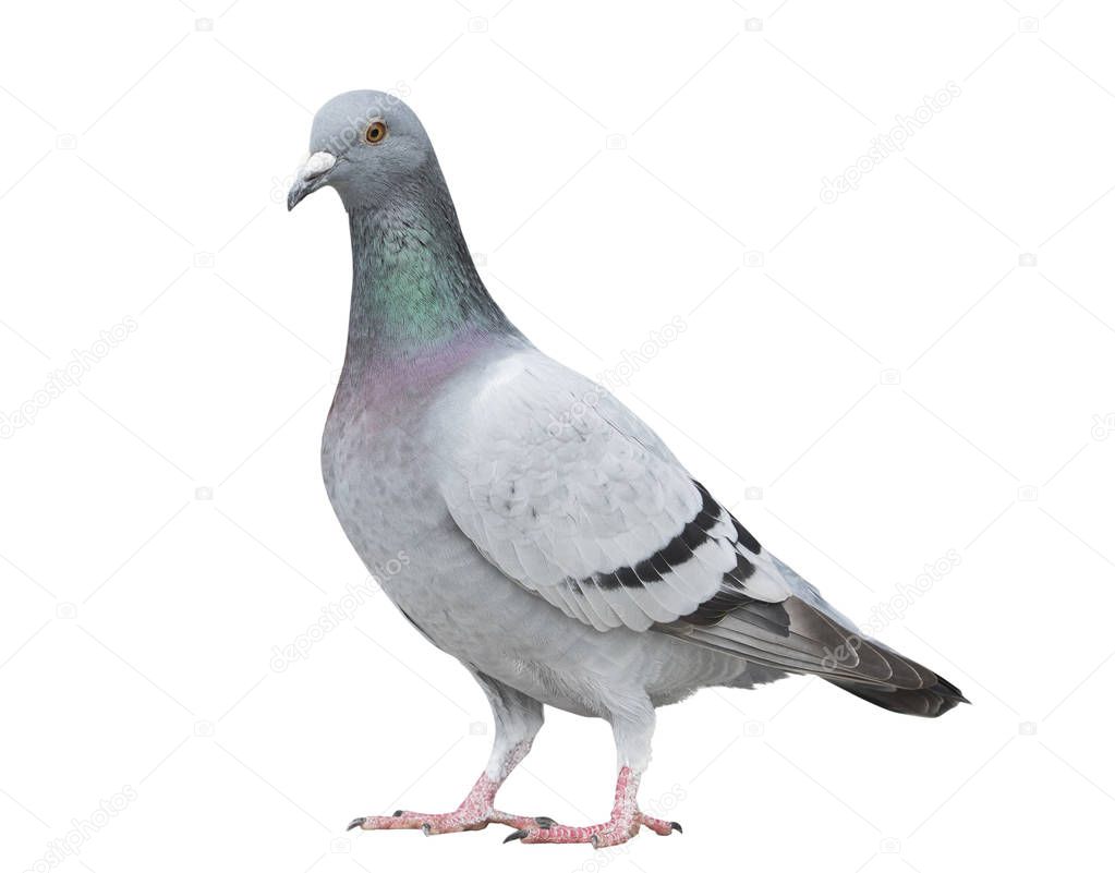 portrait full body of gray color of speed racing pigeon bird iso