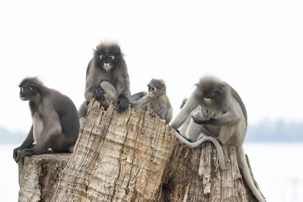 Bandada de la familia de monos de hoja oscura relajarse sentado en el tocón del árbol —  Fotos de Stock