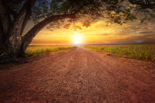 land scape of dustry road in rural scene and big rain tree plant