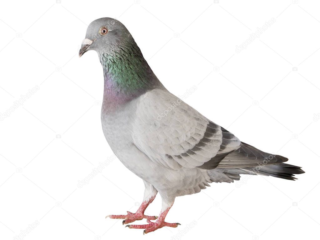 portrait full body of speed racing pigeon bird isolated white ba