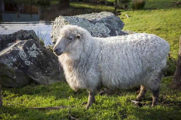 Cuerpo completo de ovejas merino en la granja de ganado nuevo zealand — Foto de Stock