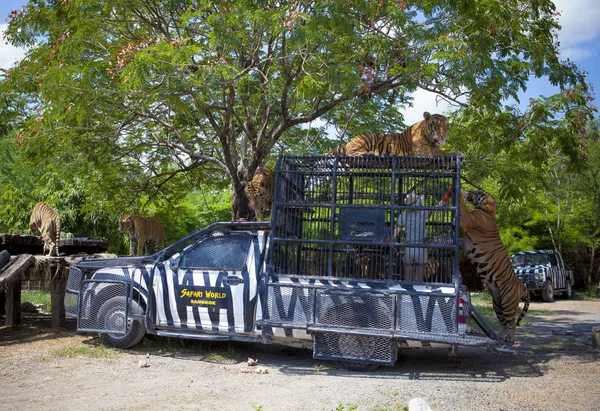 BANGKOK THAILAND - JUNHO 12: pessoal zoológico que alimenta o bando de tigres — Fotografia de Stock