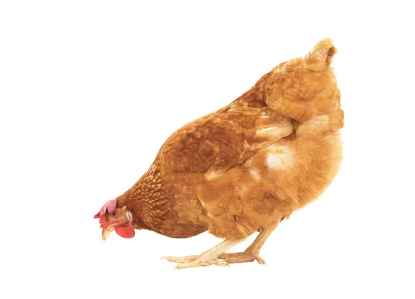 Brązowy kurczaka karmienia na białym tle — Zdjęcie stockowe