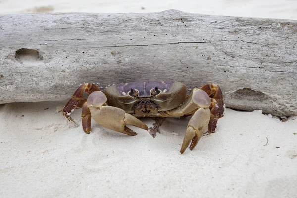 Crabe poo kai dans koh ta chai île similan parc national marin — Photo