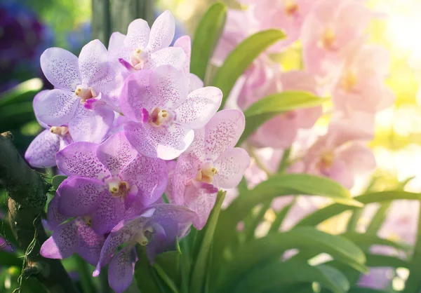 Красивый тропический цветок орхидеи, цветущий в саду — стоковое фото
