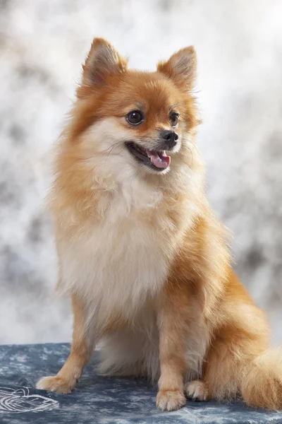 Retrato de cão pomerano com luz de estúdio — Fotografia de Stock