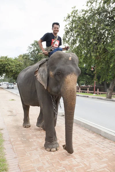 Ayuthaya Ταϊλάνδη - Σεπτέμβριος 6,2014: Ταϊλάνδης οδηγός ελέφαντος άνδρα ιππασία στο — Φωτογραφία Αρχείου
