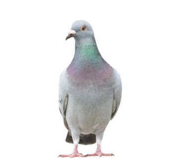 portre tam vücut pigeon kuş Yarış hız izole beyaz bac