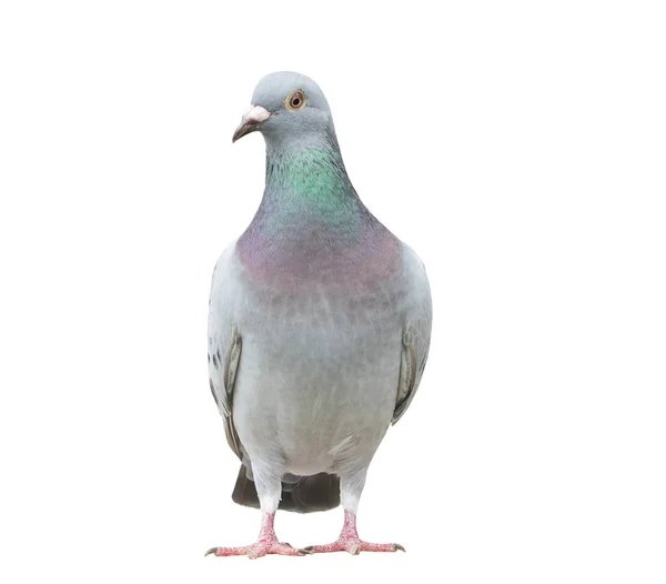 Retrato corpo inteiro de velocidade corrida pombo pássaro isolado bac branco — Fotografia de Stock