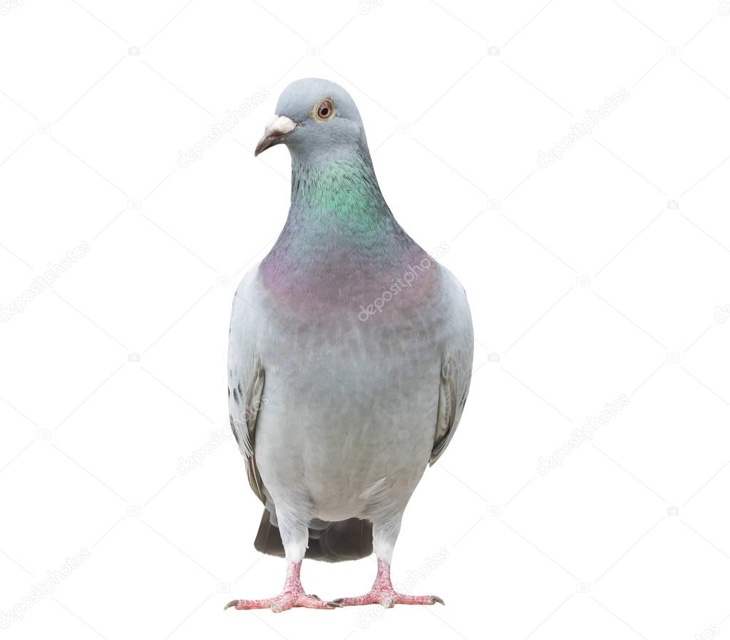portrait full body of speed racing pigeon bird isolate white bac