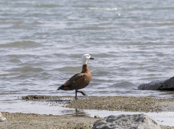 Salvaje hembra de paraíso pato en lago wanaka nuevo zealand —  Fotos de Stock