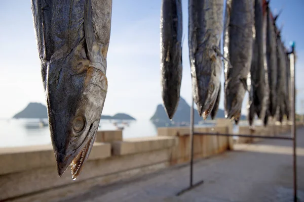 Sun dry of mackerels fish in thai fishing village prachuap khiri — Stock Photo, Image