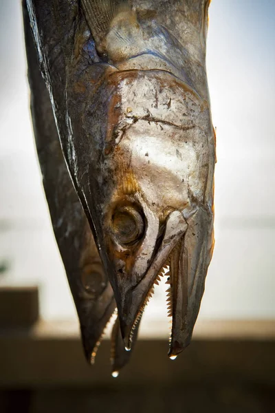Sol pescado de caballa seca en prachuap khiri khan sur de Tailandia —  Fotos de Stock
