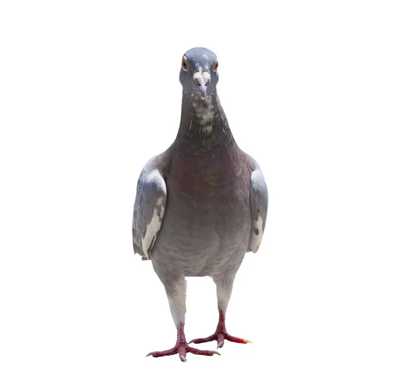 Hoofdgedeelte van het portret van snelheid racen duif vogel geïsoleerde Wit ba — Stockfoto