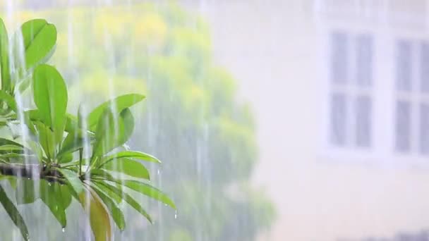 在雨季大雨 — 图库视频影像