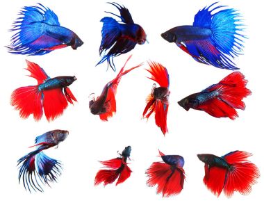 mixed of blue and red siamese fighting fish betta full body unde clipart