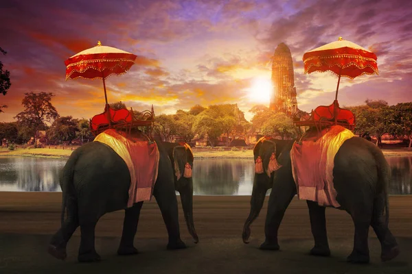 Elefante vestir com thai reino tradição acessórios standi — Fotografia de Stock