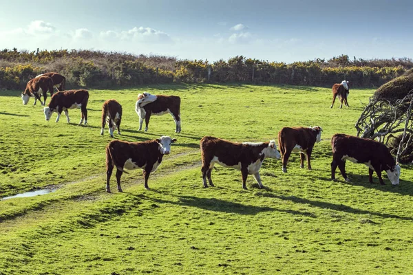 Sapi ternak di ladang baru Zealand — Stok Foto