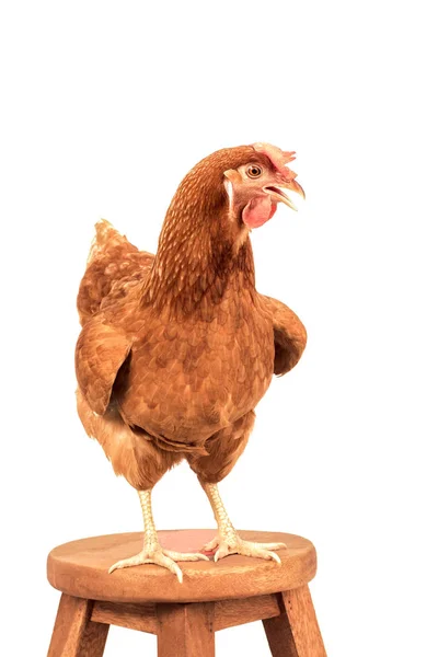 Corpo inteiro de frango marrom em pé na mesa de madeira isolado branco — Fotografia de Stock