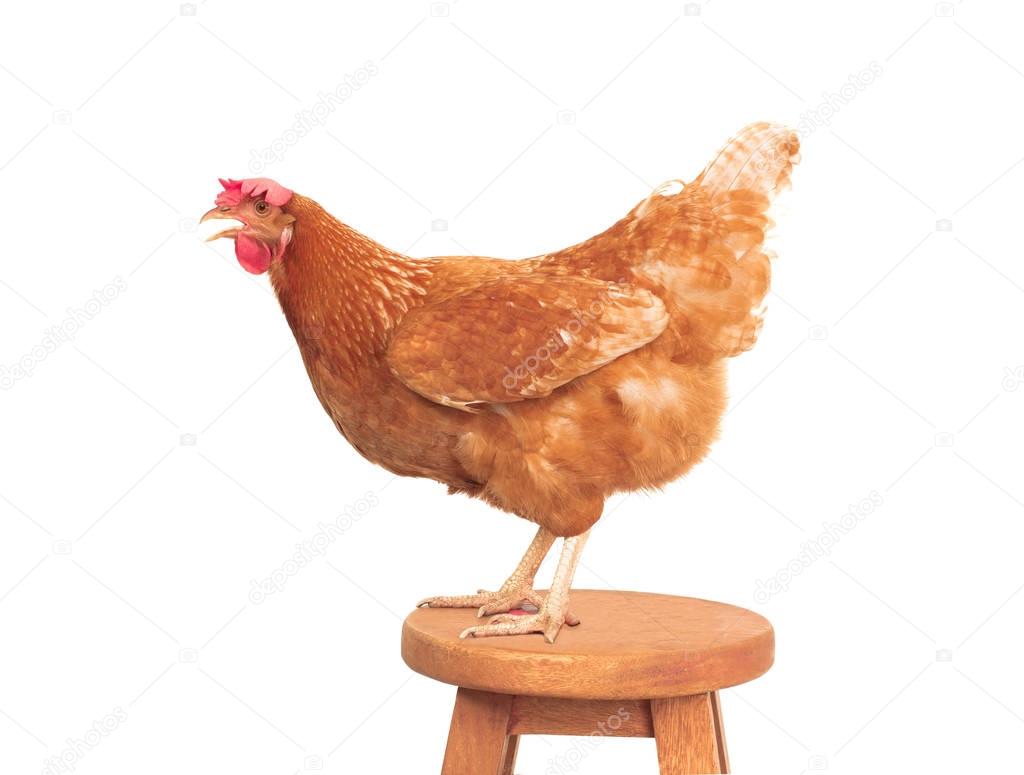 full body of brown chicken standing on wood desk isolated white 