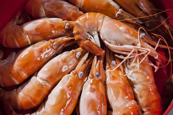 Garnelen fertig gekocht — Stockfoto