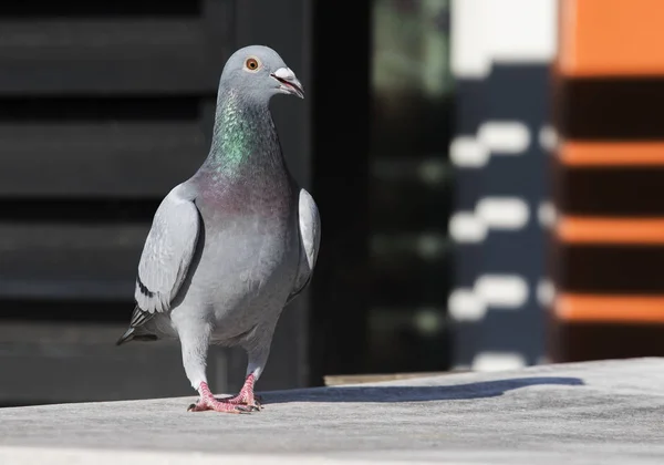 Voller Körper von Speed-Renntauben zu Fuß in home lofe — Stockfoto