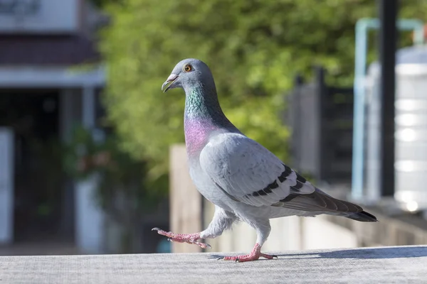 Ganzkörper-Taubenvogel geht auf Hausdach vorwärts — Stockfoto