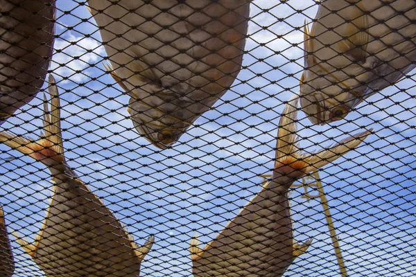 Sun dry fish on fishing net in prachuap khiri khan southern of t — Stock Photo, Image