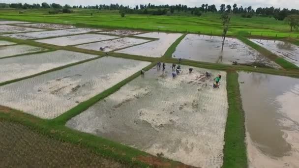 Aerial view of thai farmer planting young rice paddy on cultivated area — Stock Video