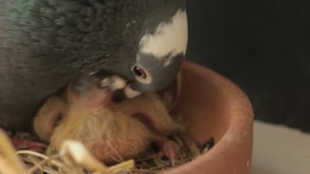 Pájaro paloma mensajera en casa loft — Vídeos de Stock