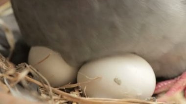 posta güvercini kuş ev çatı katında