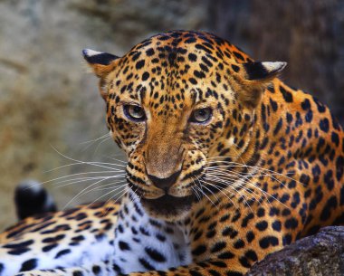 kızgın leopar yüzünü kapatmak