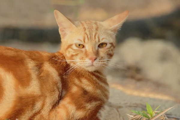 Cara de gato de piel naranja mirando a la cámara — Foto de Stock