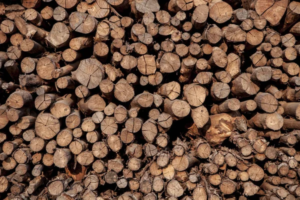 Cutting surface of mangrove wood in charcoal industry thailand — Stock Photo, Image