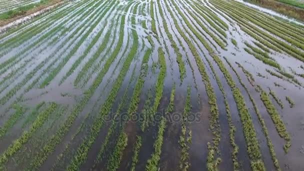 Egret bird flying over agricultural field — Stock Video