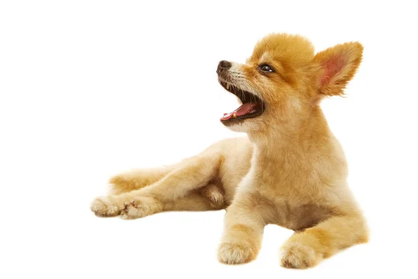 Full body of pomeranian dog lying isolated white background — Stock Photo, Image