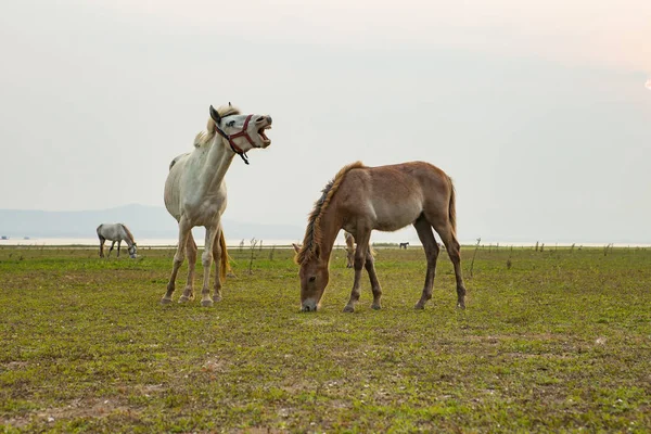 Rebanho de cavalo doméstico comendo grama verde no campo — Fotografia de Stock