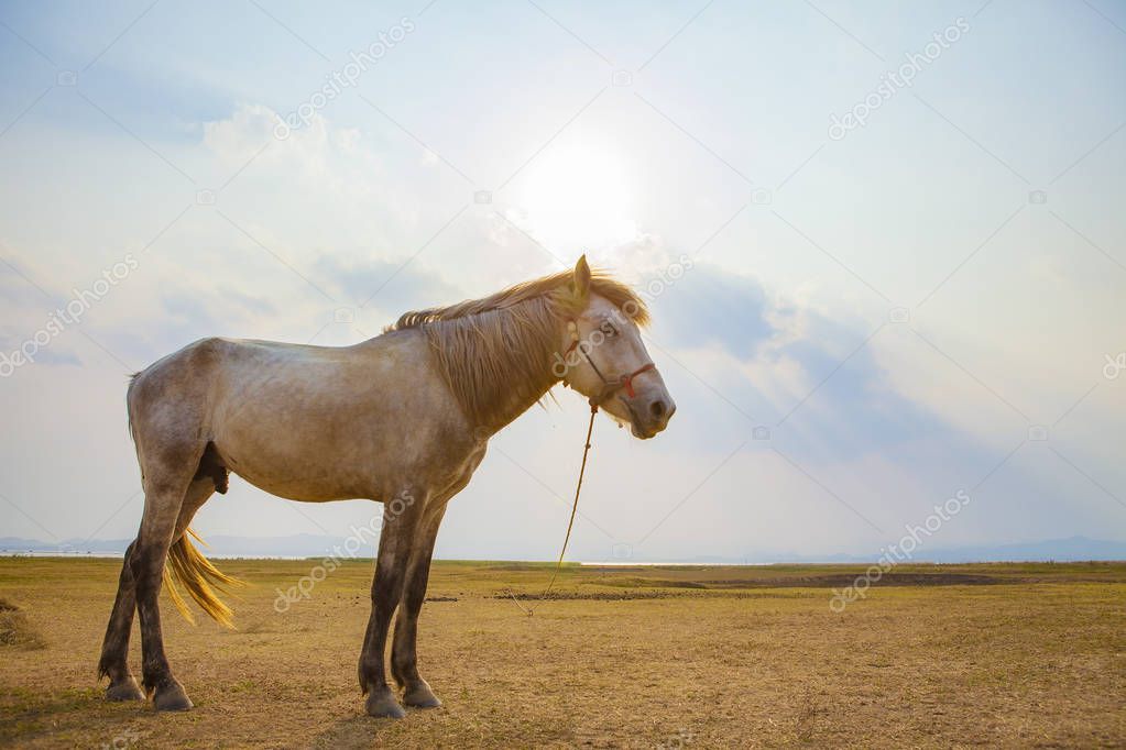 male horse in farm field against sun light sky