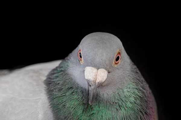 Close-up van bill en gezicht van mannelijke duif vogel op zwart — Stockfoto