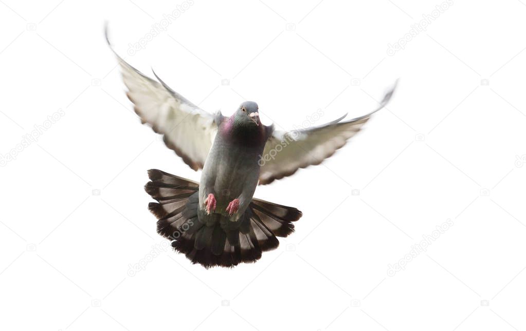action of homing pigeon bird approaching to landing on ground is