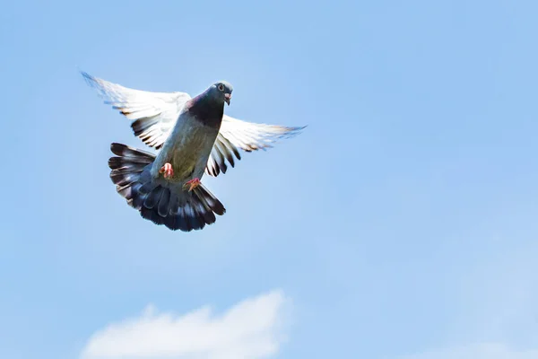 Raser rast Taube zu Boden — Stockfoto