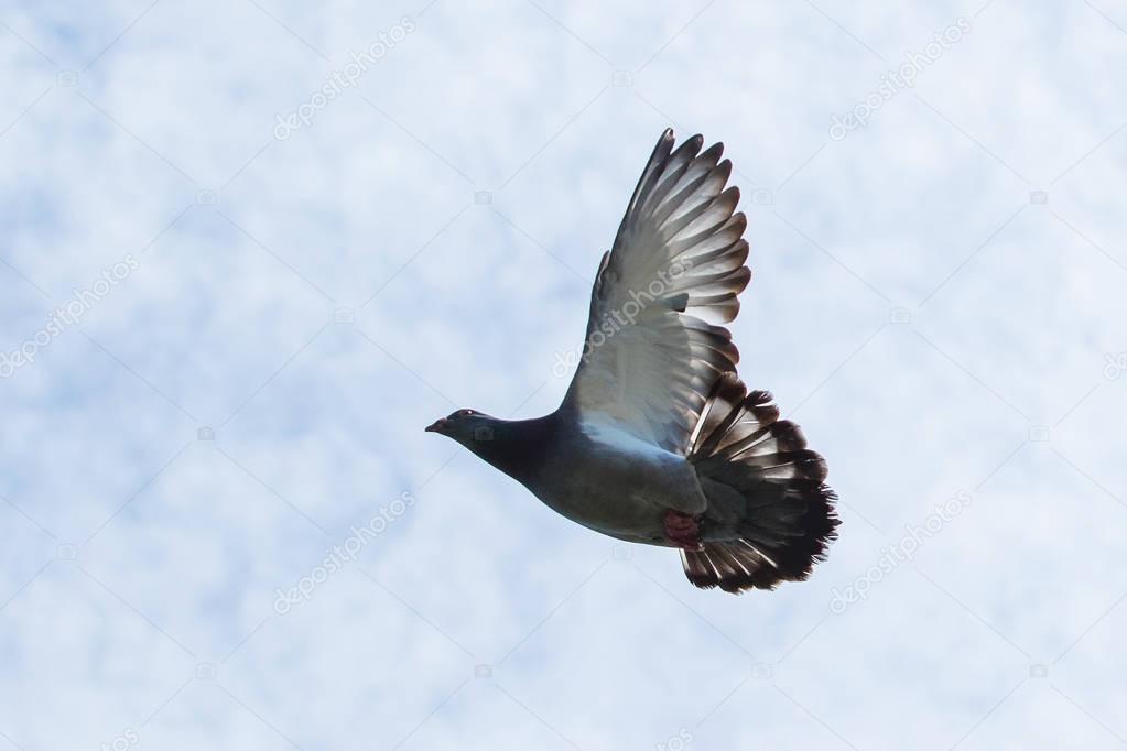 flying wing of homing pigeon against white  sky