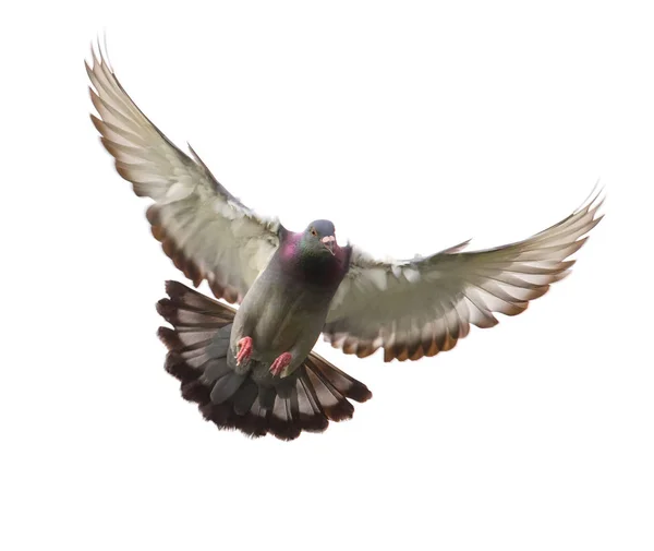 Działanie ptak gołąb zbliża się do lądowania na ziemi jest — Zdjęcie stockowe