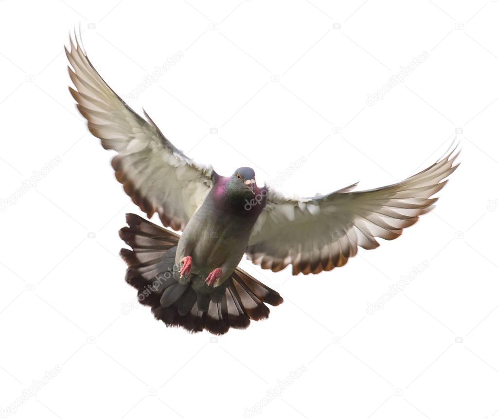 action of homing pigeon bird approaching to landing on ground is