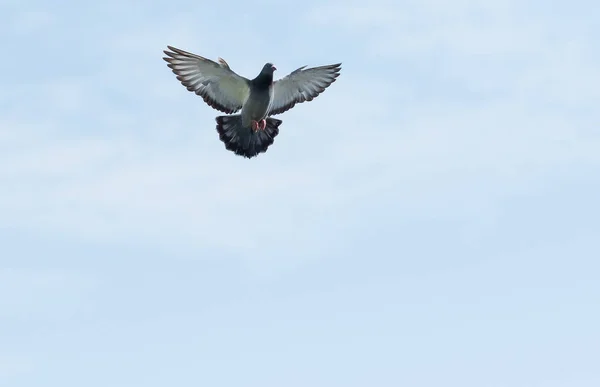 Corpo inteiro de pombo-correio pairando no céu — Fotografia de Stock