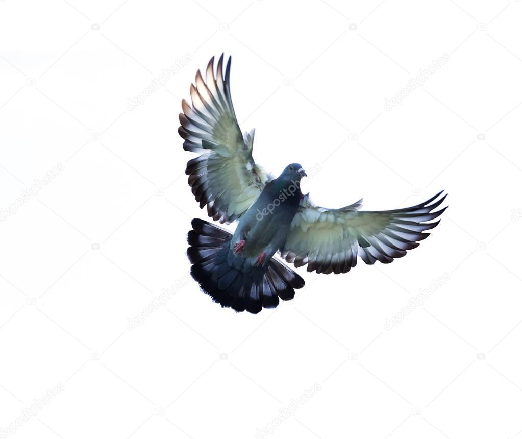 full body of homing pigeon bird hovering isolated white backgrou