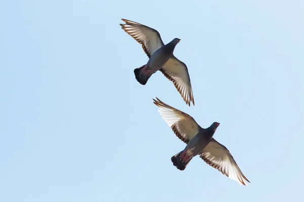 Górne skrzydło ptak gołąb flying przed jasne, Błękitne niebo — Zdjęcie stockowe