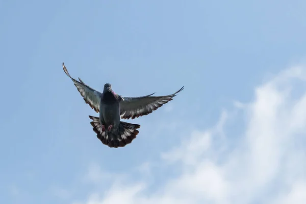 Asa de pombo voando contra o céu azul — Fotografia de Stock