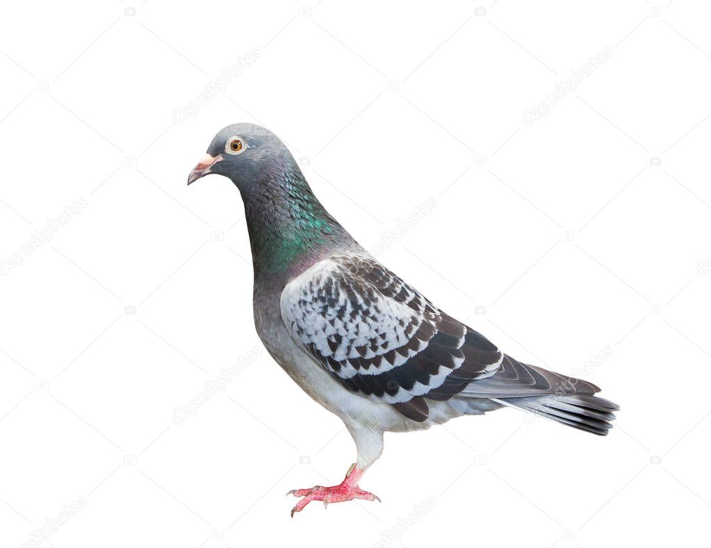 full body of sport racing pigeon bird looking eye contact to cam