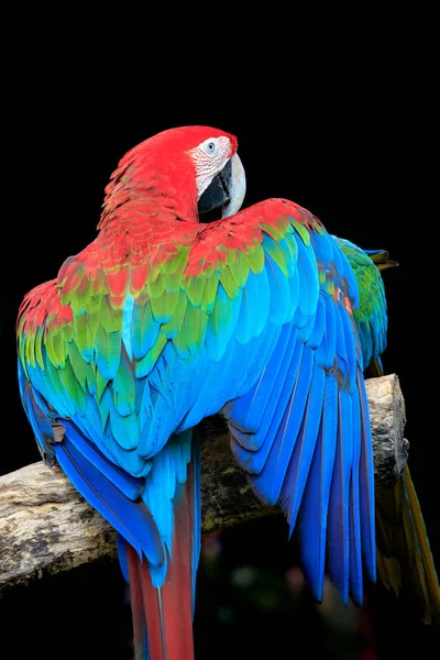 Vacker färgglad fjäder av ljusröd ara fågel sittande på d — Stockfoto